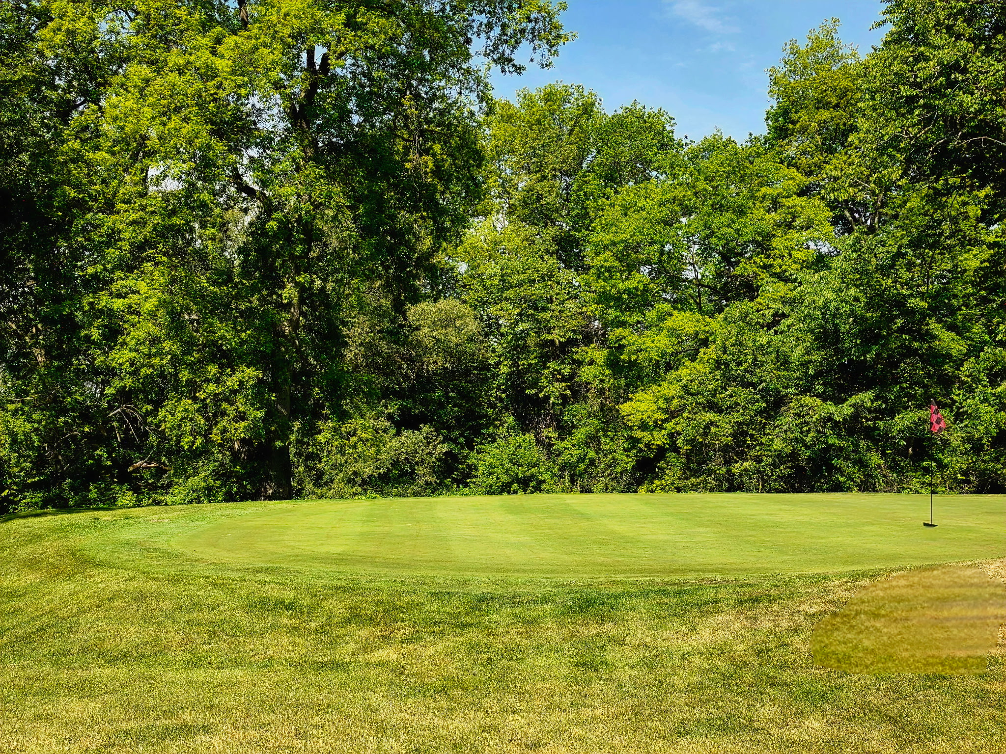 Side view of golf green featuring well manicured grass and mature trees in the background.